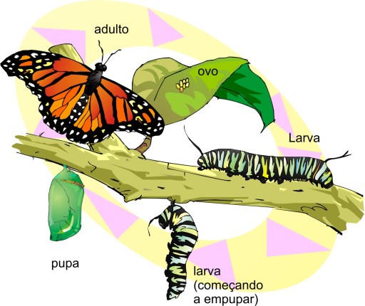 Resultado de imagem para metamorfose borboleta