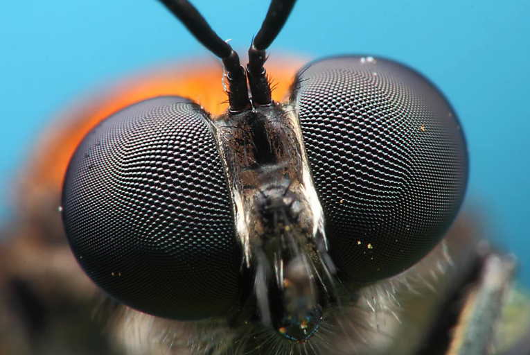 Como funcionam os olhos compostos dos insetos?