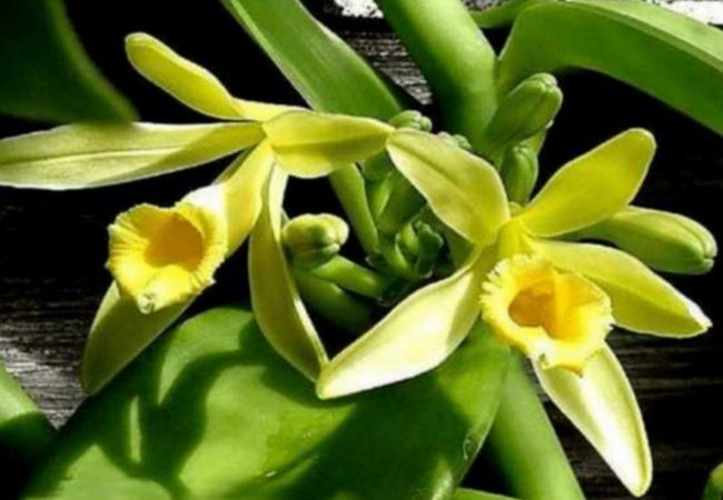 Vanilla planifolia: a orquídea que produz a baunilha